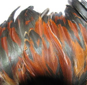 ������� ���� Hen feathers  ����� - ����������